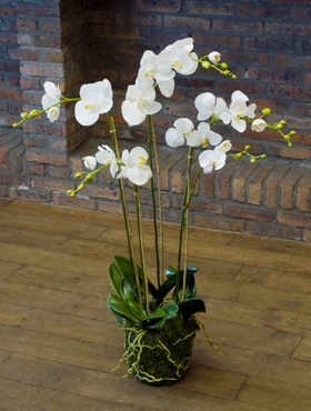 Phalaenopsis White