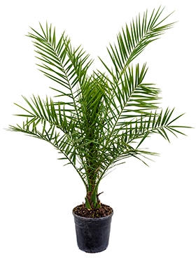 Phoenix canariensis Stam 120 cm