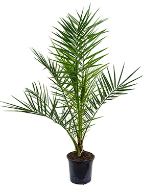 Phoenix canariensis Stam 85 cm