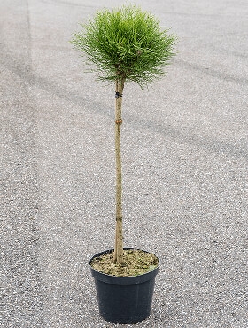 Pinus marie bregeon Stam 130 cm