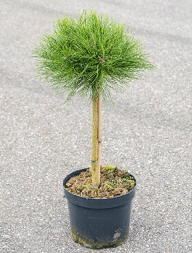 Pinus marie bregeon Stam 85 cm