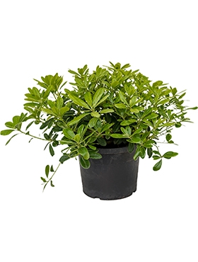 Pittosporum tobira nana Bush 40 cm