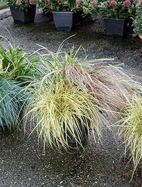 Plantenarrangement siergrassen 3pp Gemixt 50 cm