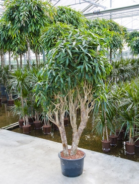 Pleomele reflexa Vertakt 180 cm