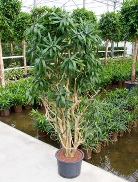 Pleomele reflexa Vertakt 210 cm