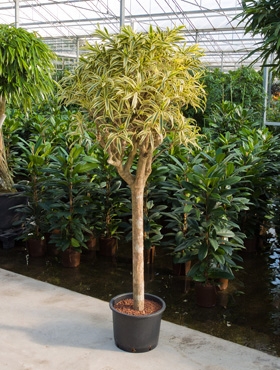 Pleomele song of india Stam 190 cm