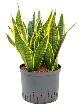 Sansevieria futura superba Toef 45 cm