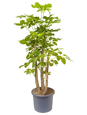 Schefflera actinophylla Amate Vertakt 180 cm
