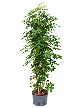 Schefflera arboricola Vertakt|zuil 155 cm