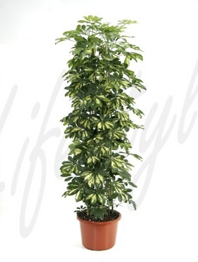 Schefflera gold capella Toef 170 cm
