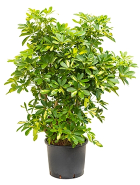 Schefflera gold capella Vertakt 135 cm