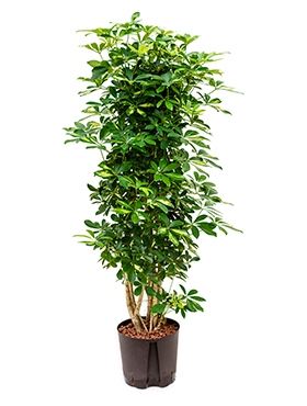 Schefflera gold capella Vertakt|zuil 140 cm