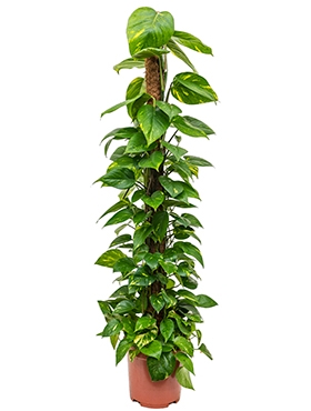 Scindapsus (epipremnum) Aureum Mosstok 150 150 cm