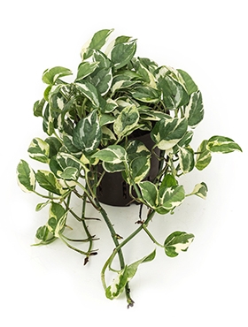 Scindapsus (epipremnum) Njoy Hanger 20 cm