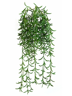 Succulent Hanging Bush