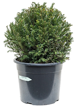Taxus baccata Bol (45) 65 cm