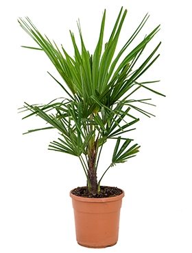 Trachycarpus fortunei Stam (10) 70 cm