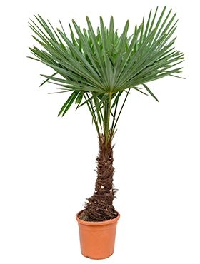 Trachycarpus fortunei Stam (30) 150 cm