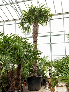 Trachycarpus fortunei Stam (300-320) 450 cm