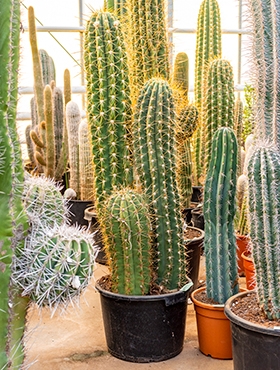 Trichocereus terschechii 2-3pp (130-140) 140 cm