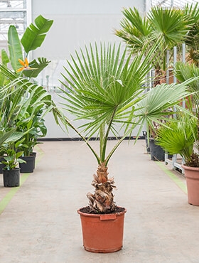 Washingtonia robusta Stam 180 cm