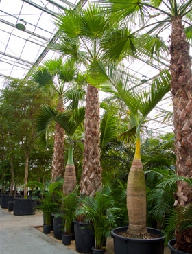 Washingtonia robusta Stam (425) 700 cm