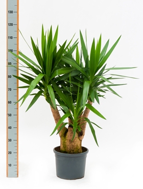 Yucca elephantipes Vertakt 130 cm