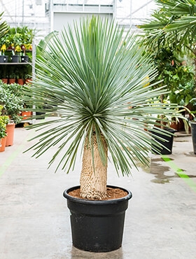 Yucca rostrata Stam 130 cm