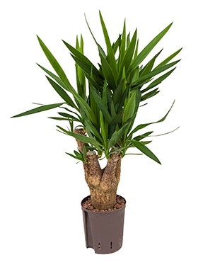 Yucca Vertakt 70 cm