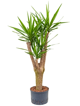 Yucca Vertakt extra 145 cm