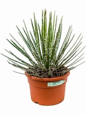 Agave filifera Groen 50 cm
