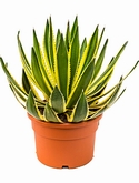 Agave lopantha Groen|geel 50 cm