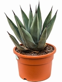 Agave nigra Grijs 50 cm