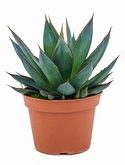 Agave shaka zulu Groen 25 cm