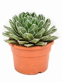 Agave victoria reginae Groen 40 cm