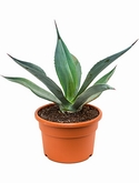 Agave weberi Groen 50 cm