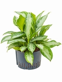 Aglaonema Silver Bay Toef 55 cm