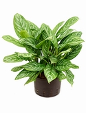 Aglaonema Stripes Toef 70 cm