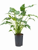 Alocasia cucullata 75 cm
