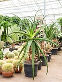 Aloe alooides Stam 160 cm