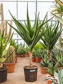 Aloe bainesii (barberae) Stam vertakt 180 cm