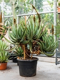 Aloe castanea esemplare 160 cm