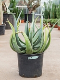 Aloe globuligemma - 70 cm