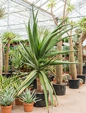 Aloe golia Bush 180 cm