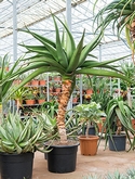 Aloe golia Bush 200 cm