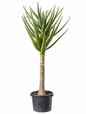 Aloe hercules Stam 160 cm