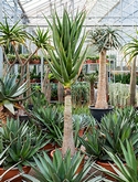 Aloe hercules Stam 230 cm