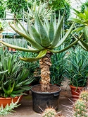 Aloe marlothii Stam 150 cm