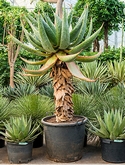 Aloe marlothii Stam 180 cm