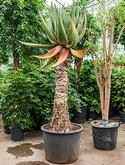 Aloe marlothii Stam 225 cm